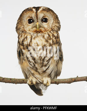 Braune Eule sitzen auf einer Stange. Stockfoto