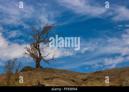 Stark von der Skelettmuskulatur Baum Silhouette gegen deep blue Wüste Himmel mit weißen Wolken am oberen Hang Stockfoto