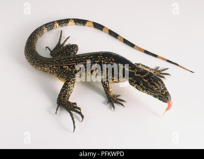 Schwarz (Tupinambis teguixin tegu), Lizard seine Zunge heraus, Ansicht von oben Stockfoto