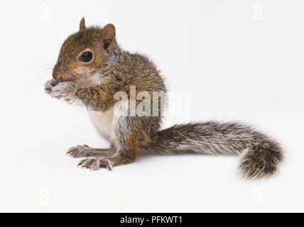 Östlichen Grauhörnchen (Sciurus carolinensis) sitzen und Nibbeln, Seitenansicht Stockfoto
