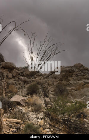 Rocky Desert Trail unter dramatischen Thunder Cloud Himmel, Silhouette von ocotillo Kaktus auf einem steilen Hügel, Hochformat Stockfoto