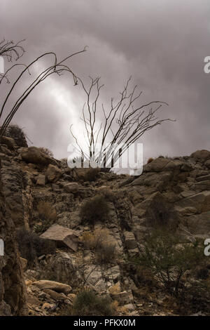 Rocky Desert Trail unter dramatischen Thunder Cloud Himmel, Silhouette von ocotillo Kaktus auf einem steilen Hügel, Hochformat Stockfoto