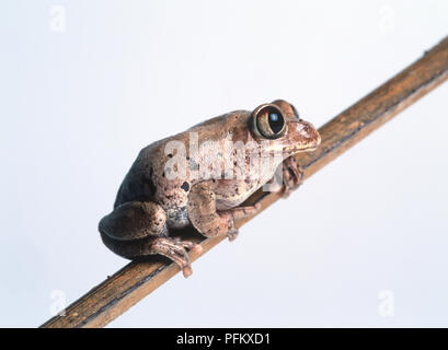 Afrikanische treefrog (Leptopelis modestus), hocken auf einem Zweig, Seitenansicht Stockfoto