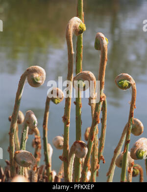Osmunda regalis, junge Royal Farne Wedel Entfaltung und hautnah. Stockfoto