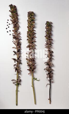 Getrocknete Lupinus (Lupin) Blumen auf hohen Stielen, die Samenkapseln und lose Samen Stockfoto