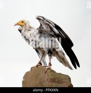 Schmutzgeier (Neophron perncopterus) auf einem Felsen und die Steigerung seiner Flügel, Seitenansicht Stockfoto