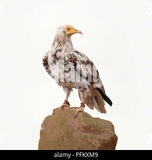 Schmutzgeier (Neophron perncopterus), über die Schulter schauen, close-up Stockfoto