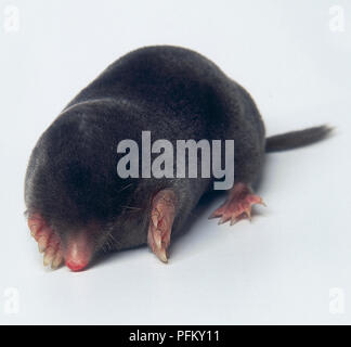 Europäischer Maulwurf (Talpa europaea) auf seiner Vorderseite liegt, Vorderansicht Stockfoto