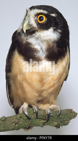 Vorderansicht eines großen, abgerundeten-Spectacled Owl, mit Kopf im Profil geleitet, hocken auf einem Zweig, die Füße mit zwei Zehen nach vorn, zwei Zehen zurück angeordnet. Stockfoto