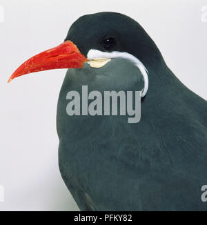 Seitenansicht Kopf in der Nähe eines Inka Tern, ein schwerer gebaut Vogel, mit einer nach außen Curling 'moustache' Plume, die sich aus der Seite ihrer Orange Rechnung/Schnabel. Stockfoto