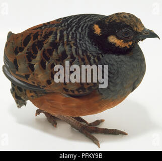 Seite Vorderansicht eines Chestnut-Bellied Rebhuhn, mit Kopf im Profil während zeigt nach vorne. Stockfoto