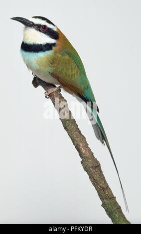 Seitenansicht eines White-Throated Bienenfresser mit Kopf im Profil, hocken auf einem Zweig, in dem die dünne, downcurved Bill, schwarz-weiß gestreiften Kopf und Hals, langen, schmalen Flügeln und zwei längliche zentrale schwanzfedern. Stockfoto