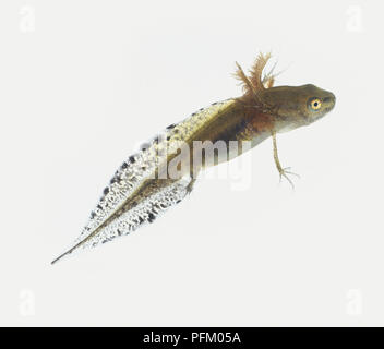 Great crested Newt (Triturus cristatus), 28 Tage alten Kaulquappe Stockfoto