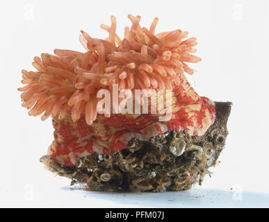 Sea Anemone (Actiniaria) with extended red tentacles. Stockfoto