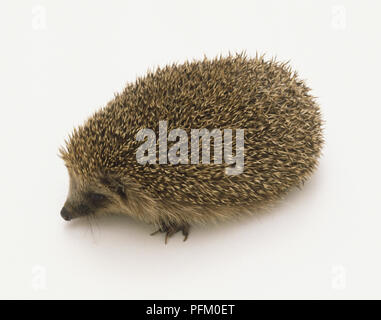 Eurasischen Igel (Erinaceus europaeus), Ansicht von oben Stockfoto