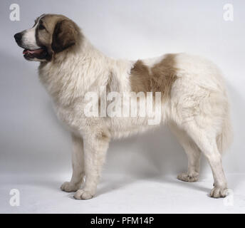 Ein Heavyset braunen und weißen Pyrenean Mastiff mit einer dicken groben Mantel, auf allen Vieren, Seiten- Stockfoto