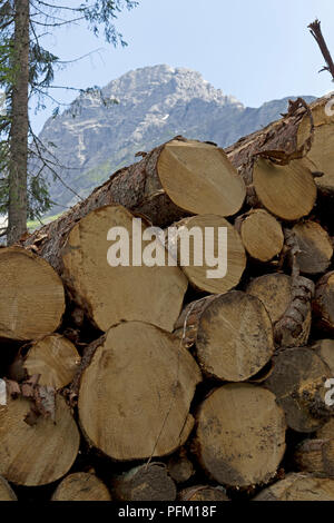 Stapel schneiden Baumstämme in der Nähe von Baad, Kleines Walsertal, Österreich Stockfoto