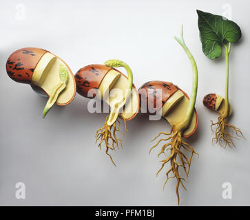Phaseolus coccineus, Modell der Runner Bean seed an vier Stadien des Wachstums, von Keimen Wachstum eindämmen Stockfoto