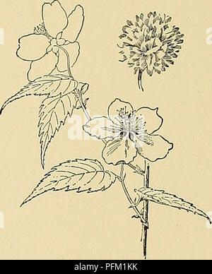 Dieser Band der „Cyclopedia of American Horticulture“ bietet umfassende Informationen über den Anbau und die Pflege von Gartenbaupflanzen, einschließlich Obst, Gemüse und Zierpflanzen. Es ist eine wichtige Ressource für Gärtner und Gärtner und bietet Artenbeschreibungen und Anbautipps in ganz Nordamerika. Stockfoto