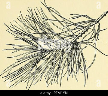 Dieses Bild aus der „Cyclopedia of American Horticulture“ zeigt die Pinus rigida, eine Art, die in verschiedenen Regionen der Vereinigten Staaten von South Dakota bis Texas zu finden ist. Die Beschreibungen umfassen Baumhöhe, Kegelgröße und Wachstumsbedingungen für diese harte Kiefernart, die häufig in der Forstwirtschaft und als Zierbaum in der Landschaftsgestaltung verwendet wird. Stockfoto