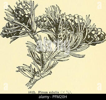 . Cyclopedia der amerikanischen Gartenbau, bestehend aus Anregungen für den Anbau von Gartenpflanzen, Beschreibungen der Arten von Obst, Gemüse, Blumen und Zierpflanzen in den Vereinigten Staaten und in Kanada verkauft, zusammen mit geographischen und Biographische Skizzen. Im Garten arbeiten. 1821. Pinus flexilis (X H) - 5. Lambertiana, Dougl. Sugar Pine. Abb., 1823. Baum, der die auf 200 oder 220 ft., mit Ausbreitung etwas hängend Zweige bilden eine schmale offene Pyramide; alte Bäume in der Regel mit Flachbild-weit überstiegen - Verbreitung offener Kopf: branchlets Braun, pubertierende: Winter - Knospen länglich-obo-vate, apiculate: Ivs.st. Stockfoto