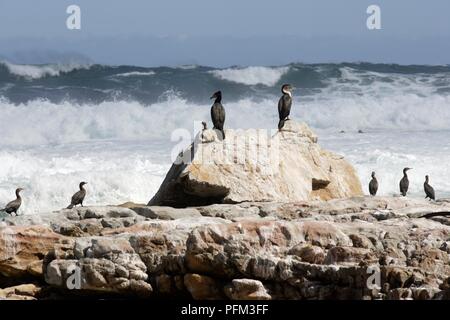 Südafrika, Kap der Guten Hoffnung Kormorane auf Felsen am Meer Stockfoto