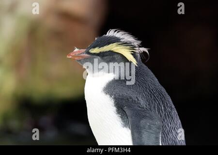 Südafrika, Kapstadt, Victoria und Alfred Waterfront, Two Oceans Aquarium, südlichen Rockhopper Penguin (Eudyptes chrysocome), Profil Stockfoto