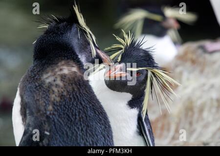 Südafrika, Kapstadt, Victoria und Alfred Waterfront, Two Oceans Aquarium, ein paar Südlichen Rockhopper Pinguine (Eudyptes chrysocome) einander gegenüber, close-up Stockfoto