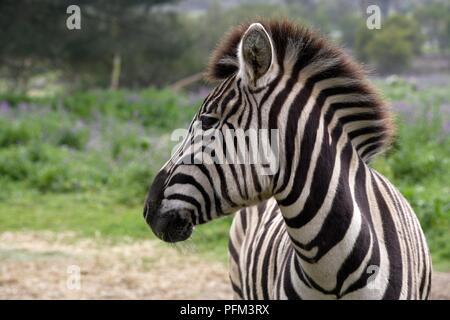 Südafrika, Tygergerber Burchell's Zebra, Kopf im Profil, close-up Stockfoto
