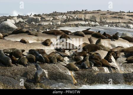 Südafrika, Hout Bay, Duiker Island, Kolonie Kap Pelzrobben (Arctocephalus Pusillus) Sonnenbaden auf den Felsen Stockfoto