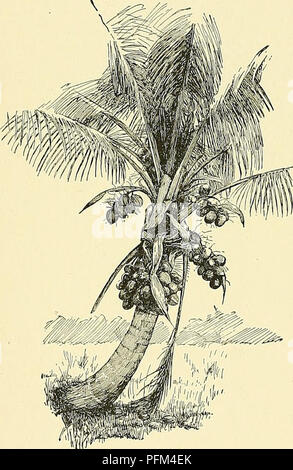 . Cyclopedia der amerikanischen Gartenbau, bestehend aus Anregungen für den Anbau von Gartenpflanzen, Beschreibungen der Arten von Obst, Gemüse, Blumen und Zierpflanzen in den Vereinigten Staaten und in Kanada verkauft, zusammen mit geographischen und Biographische Skizzen. Im Garten arbeiten. 1100 MUTTER - KULTUR NUTTALLIA Planung der Obstgarten. - Theve sind zwei Möglichkeiten, ein Pecan Orchard zu machen. Man ist auf Sämlinge zu hängen. Wenn wirklich Wahl Muttern werden gepflanzt Es gibt eine hinreichende Aussicht auf die Bäume, die etwas ähnlich wie Muttern, und viele dieser Plan folgen. Die andere ist die De-pend Grünte oder veredelt t Stockfoto