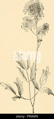 Die „Cyclopedia of American Horticulture“ bietet einen umfassenden Überblick über Gartenbaupflanzen, einschließlich Thalictrum, einer in Ostchina heimischen Pflanzenart. Der Text beschreibt seinen Anbau und seine Beziehung zu verwandten Arten und hebt seinen ornamentalen Wert und seine Anpassungsfähigkeit in verschiedenen Umgebungen hervor. Stockfoto