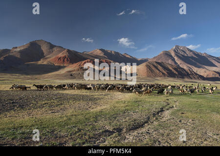 Kirgisischen Nomaden Hütehunde und ihre Schafe in der Pshart Tal, Tadschikistan Stockfoto