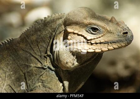 Dominikanische Republik, Lago Enriquillo, Isla Cabritos, Rhinoceros iguana (Cyclura cornuta) im Profil Stockfoto