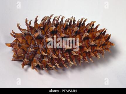 Pinecone aus Pinus coulteri (Big-Kegel Kiefer) Stockfoto