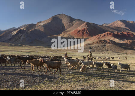Kirgisischen Nomaden Hütehunde und ihre Schafe in der Pshart Tal, Tadschikistan Stockfoto