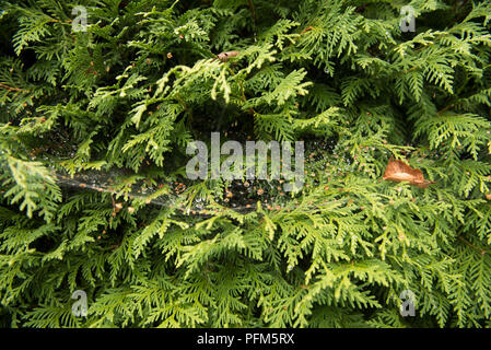 Nahaufnahme des Grünen cupressus Baum mit cobweb Nach dem Regen als Hintergrund. Cob Web mit Regen fällt auf. Stockfoto