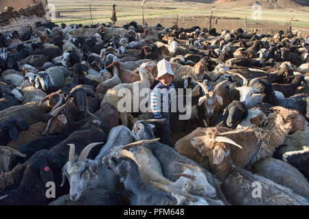 Kirgisische Junge in der Schafe, Pshart Tal, Tadschikistan Stockfoto