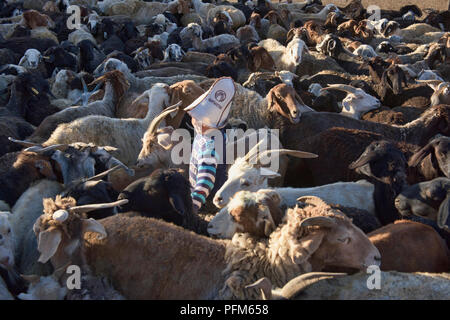 Kirgisische Junge in der Schafe, Pshart Tal, Tadschikistan Stockfoto