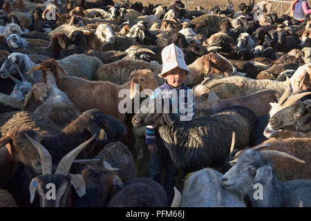 Kirgisische Junge in der Schafe, Pshart Tal, Tadschikistan Stockfoto