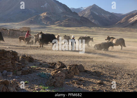 Kirgisischen Nomaden Hütehunde und Ihre Yak in der Pshart Tal, Tadschikistan Stockfoto