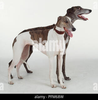 Zwei Windhunde, Canis familiaris, nebeneinander stehen, Seitenansicht. Stockfoto