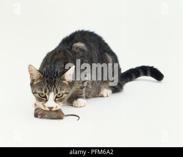 Hauskatze mit tote Maus im Mund Stockfoto