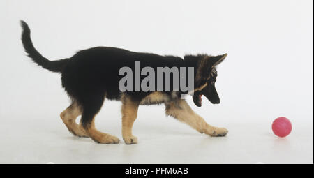Deutscher Schäferhund Welpe (Canis familiaris) spielen mit einem Ball, Seitenansicht Stockfoto