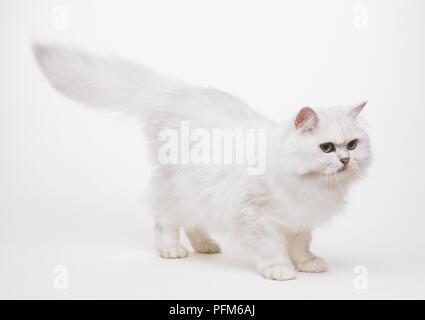 Eine weiße Persisch (Felis catus) mit ist buschiger Schwanz streckte, Seitenansicht Stockfoto