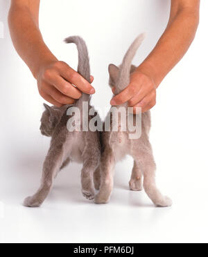 Paar Hände, die Schwänze von zwei männlichen und weiblichen Blaue Burma Kitten Stockfoto
