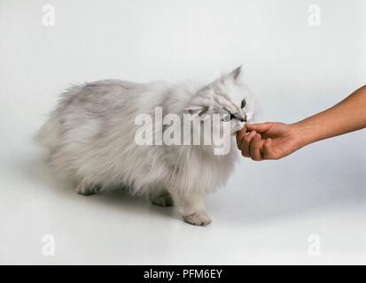 Mit Fingern zu füttern Chinchilla langhaar Katze Stockfoto