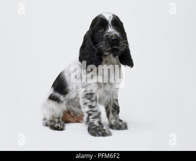 Cocker Spaniel Welpen (Canis Lupus Familiaris), Sitz, von der Kamera suchen, Seitenansicht. Stockfoto