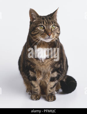 Eine sitzende, Ältere, kurzhaarigen Hauskatze (Felis catus), seiner grau-braun gestromt Fell mit einem weißen Fleck Stockfoto