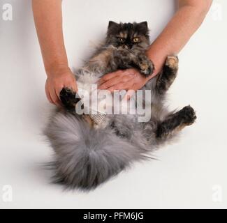 Mit metallkamm Fell am Bauch von Schildpatt Smoke zu pflegen Stockfoto